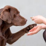 Los perros que portaban la variante genética más asociada con la obesidad, DENND1B, tenían aproximadamente un 8% más de grasa corporal que aquellos que no la tenían.