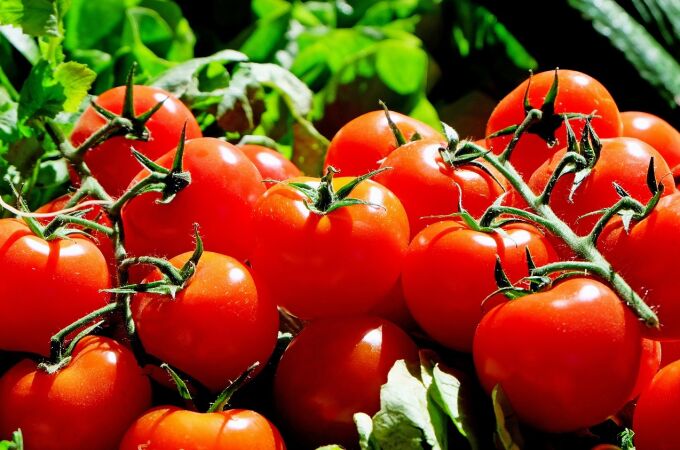 Científicos descubren genes que permiten cultivar tomates y berenjenas más grandes