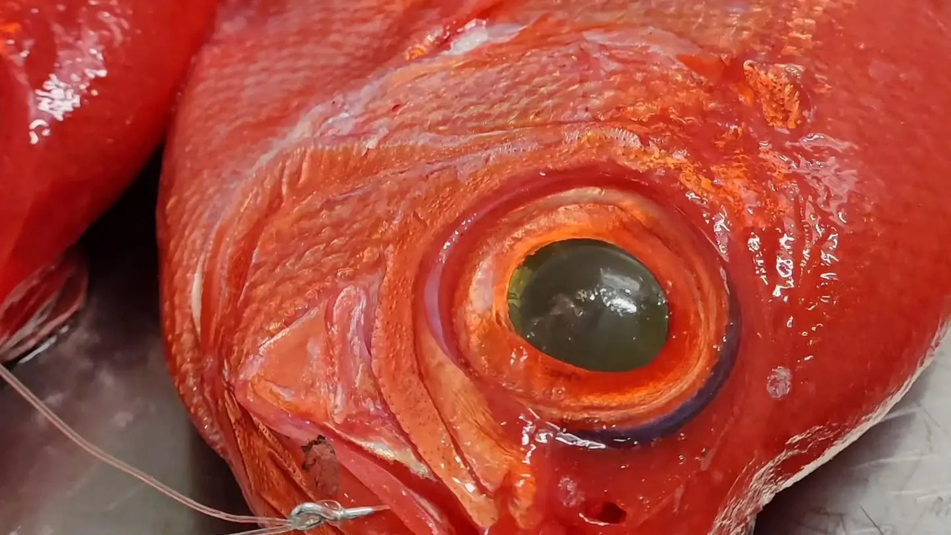 Palometa roja o virrey, uno de los pescados más caros que existen