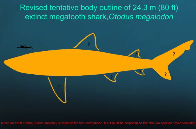 Esbozo tentativo revisado del cuerpo del tiburón megadentado extinto Otodus megalodon de 24,3 metros (80 pies). Notas importantes: 1) la forma, el tamaño y la posición exactos de la mayoría de las aletas siguen siendo desconocidos según el registro fósil actual; y 2) se representa a un humano adulto (Homo sapiens) para comparación de tamaño, pero es importante enfatizar que ambas especies nunca coexistieron.