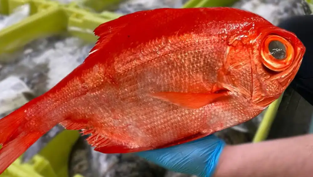 Palometa o virrey, uno de los pescados más caros que existen