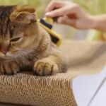 La técnica para ganarte la confianza de tu gato para siempre: solo necesitas un cepillo de dientes