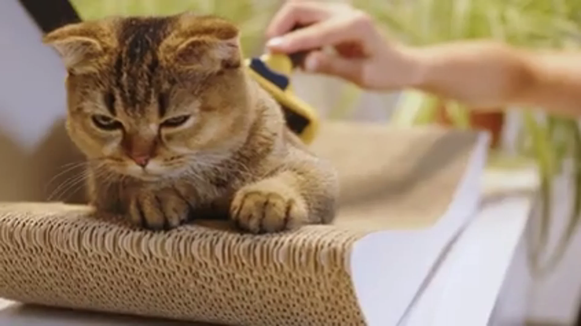 La técnica para ganarte la confianza de tu gato para siempre: solo necesitas un cepillo de dientes