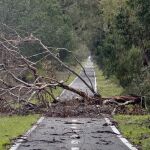 Árboles caídos en la provincia de Huelva por el fuerte temporal