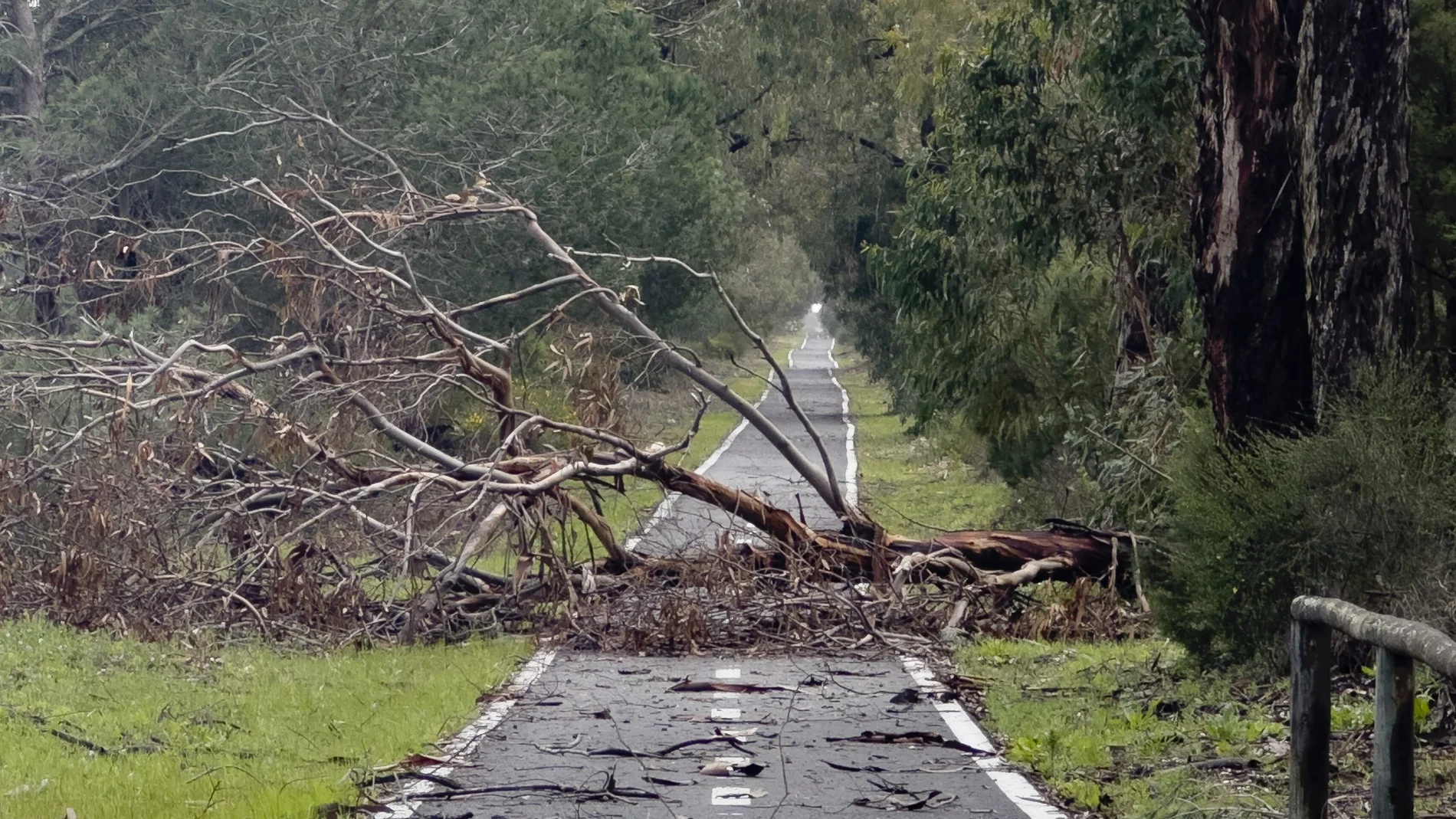 Árboles caídos en la provincia de Huelva por el fuerte temporal