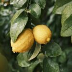 El truco desconocido de los jardineros para hacer florecer limoneros en casa