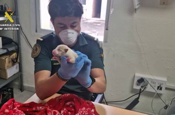 Investigado por abandonar cuatro perros recién nacidos en un contenedor de basura en La Llosa