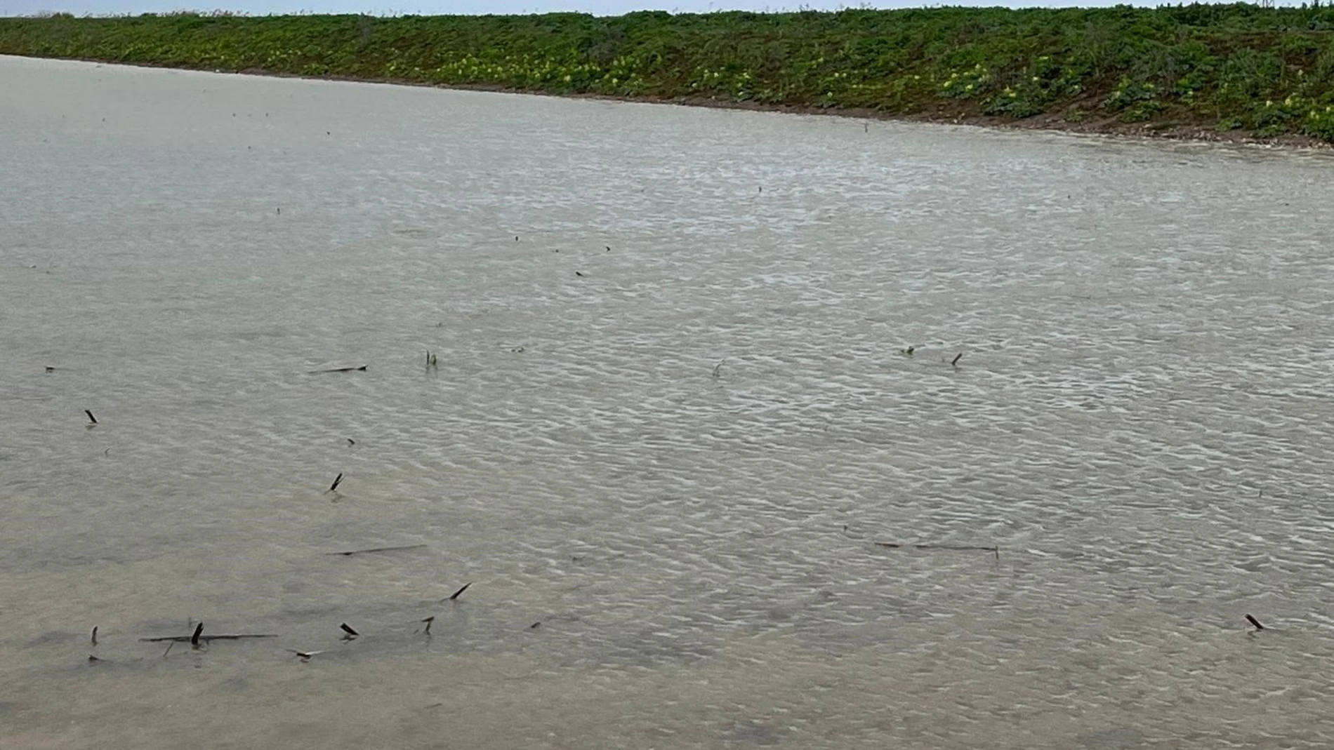 Zona de cultivo inundada en Sevilla