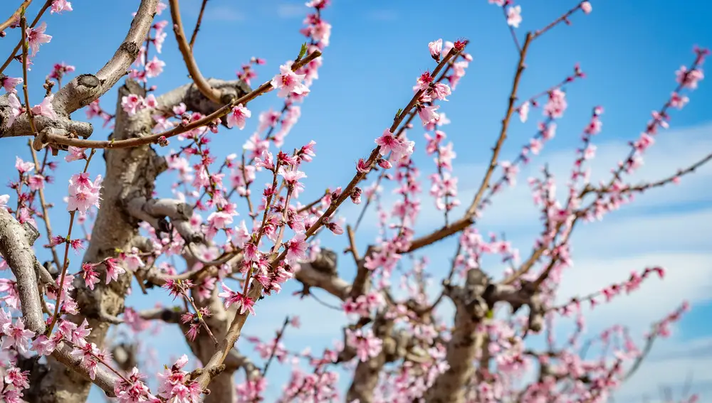 La floración de los melocotoneros atrae a miles de visitantes a Cieza