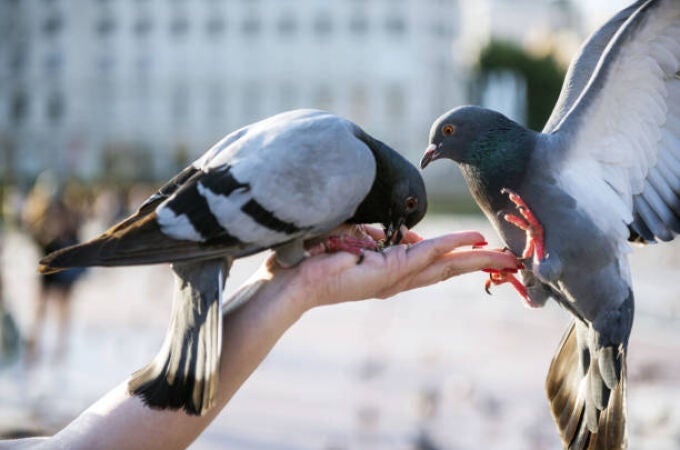 Palomas comiendo sobre una mano 