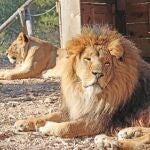 Dos leones rescatados de la guerra de Ucrania, reubicados en Sudáfrica tras recuperarse en Primadomus Villena (Alicante)