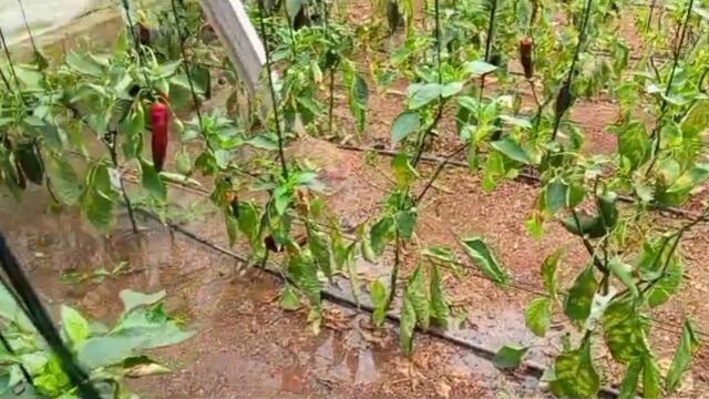 Economía.- COAG avisa de daños en cultivos hortícolas ante las "persistentes" lluvias en Andalucía