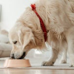 Un perro comiendo de su bol 
