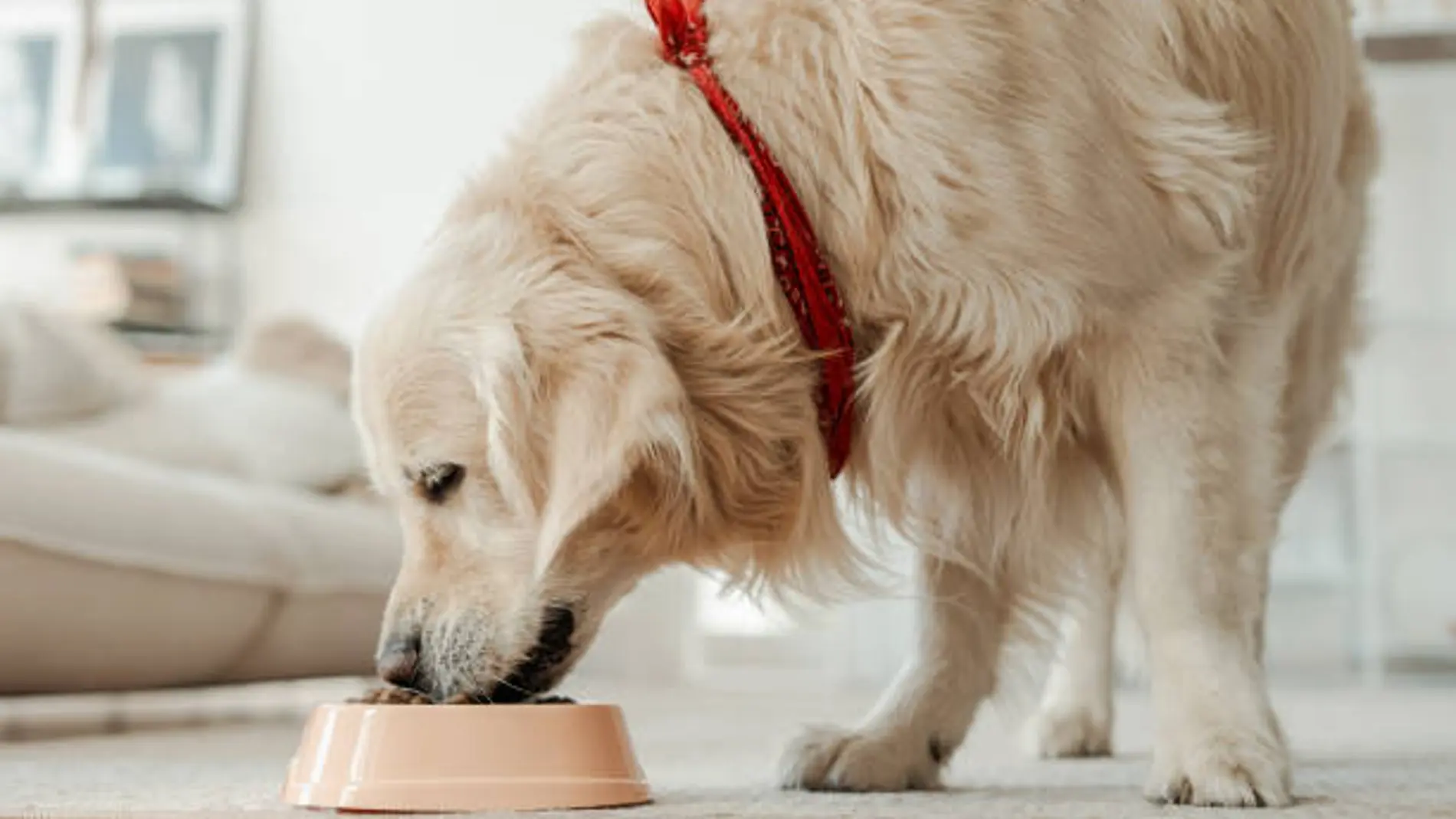 Un perro comiendo de su bol