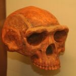 Homo erectus del Museo de Historia Natural, Ann Arbor, Míchigan. La especie que pudo haber protagonizado el capítulo que, hasta ahora, no conocíamos.