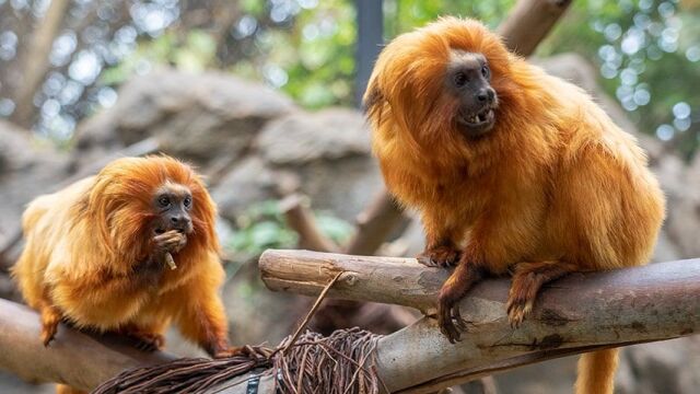 Nacen dos tamarinos león dorado en Canarias, una especie en peligro de extinción 