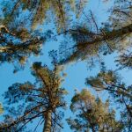 Los árboles son los pulmones verdes del mundo
