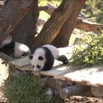 La primera aventura al aire libre de los cachorros de oso panda en Berlín