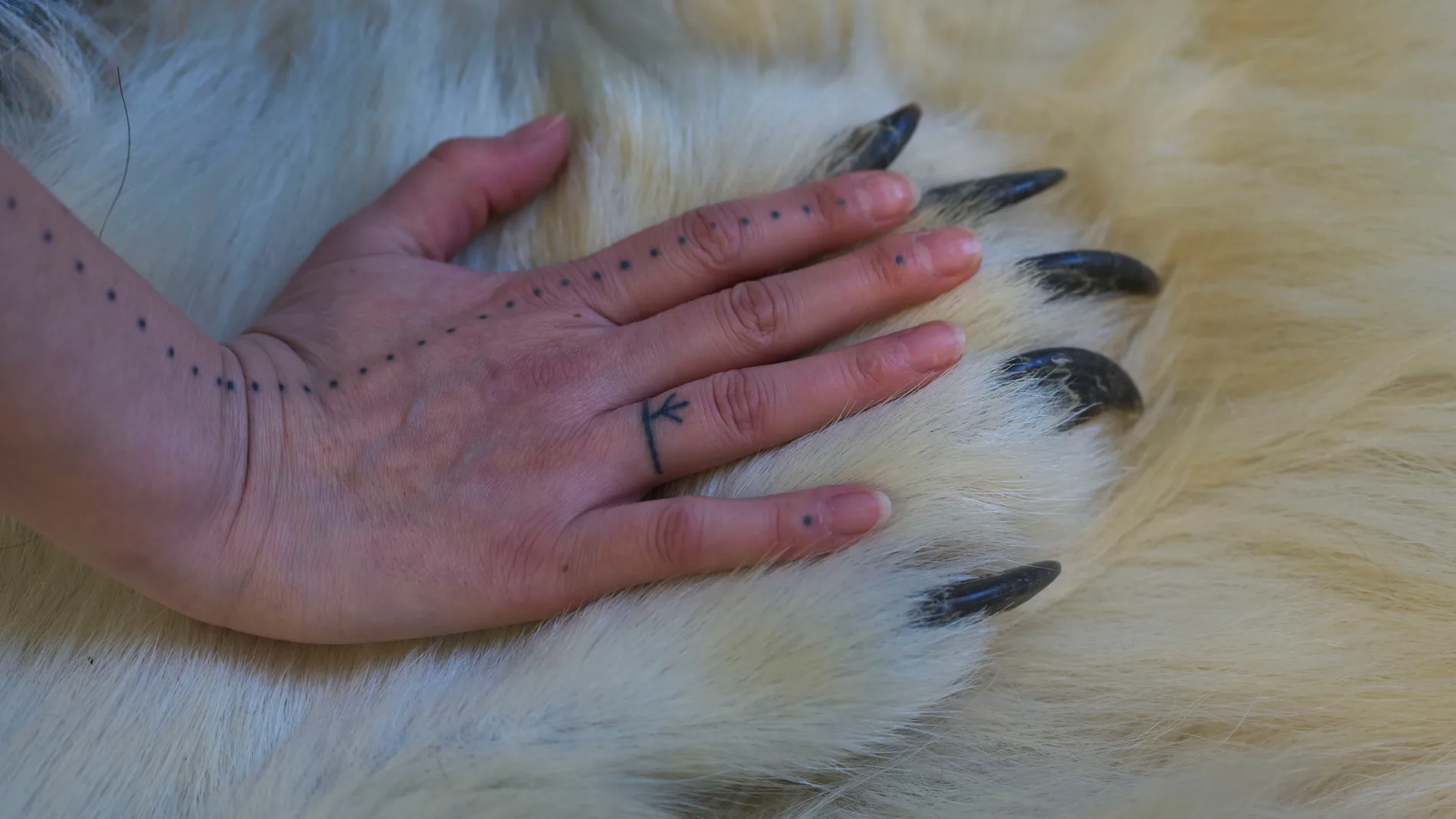Shaman Aviaja Rakel Sanimuinaq places her hand on the paw of a polar bear that her family hunted and that is now at a studio where she performs Inuit ancestral spiritual healing in Nuuk, Greenland, on Wednesday, Feb. 19, 2025. (AP Photo/Luis Andres Henao)