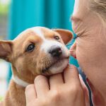 Cachorro de Basenji