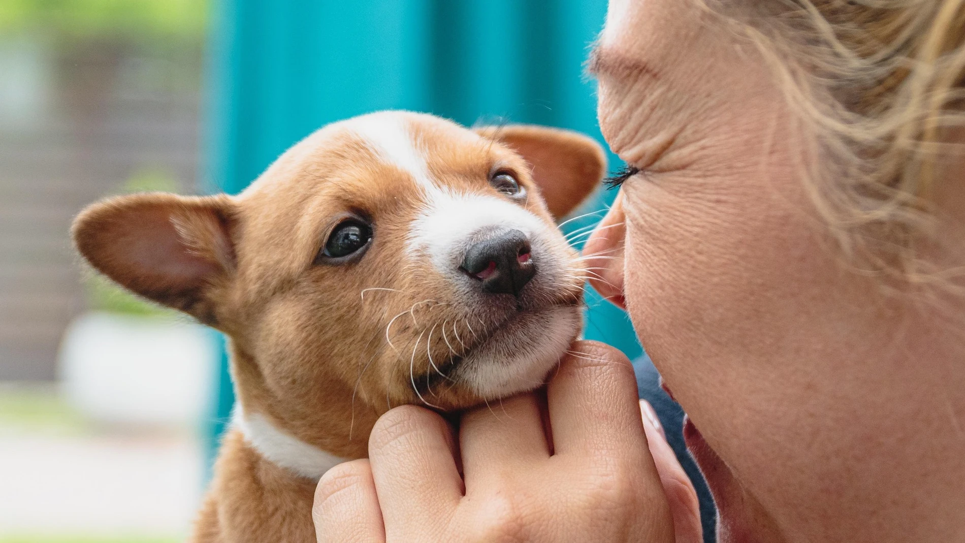 Cachorro de Basenji