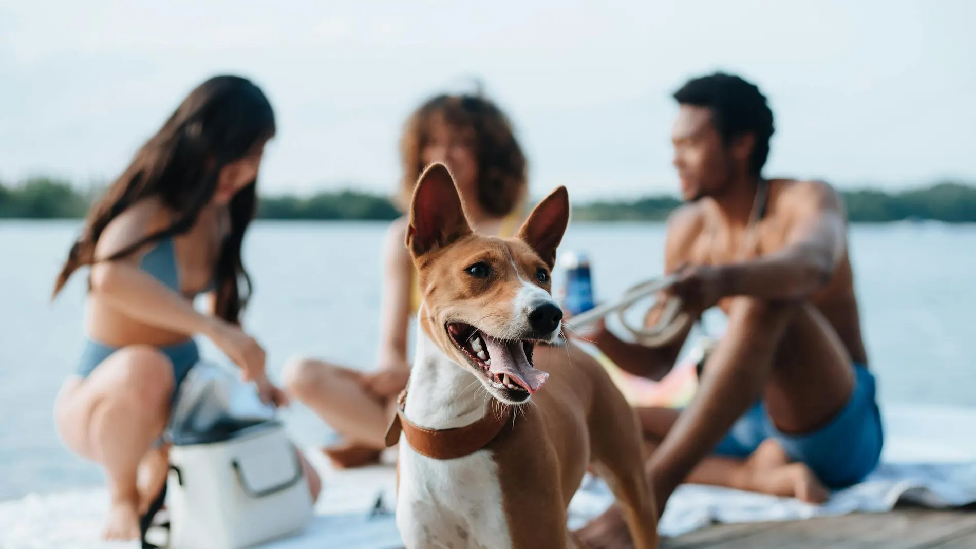 Raza de perro que no ladra