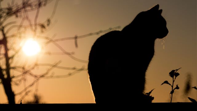 Un nuevo color de gato está desafiando las expectativas genéticas 