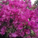 Cómo hacer florecer la buganvilla en solo unos días: los 3 secretos que solo conocen los jardineros