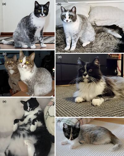 La coloración Salmiak en gatos se caracteriza por un patrón tipo &quot;esmoquin&quot; sin los genes habituales de manchas blancas y un degradado del pigmento hacia puntas despigmentadas en cuerpo, patas y cola. También presenta marcas de color en zonas blancas y mayor intensidad en la región escapular. Se ha identificado en varios tonos, como negro, azul, atigrado y carey, y algunos ejemplares han sido genotipados para confirmar su origen genético.