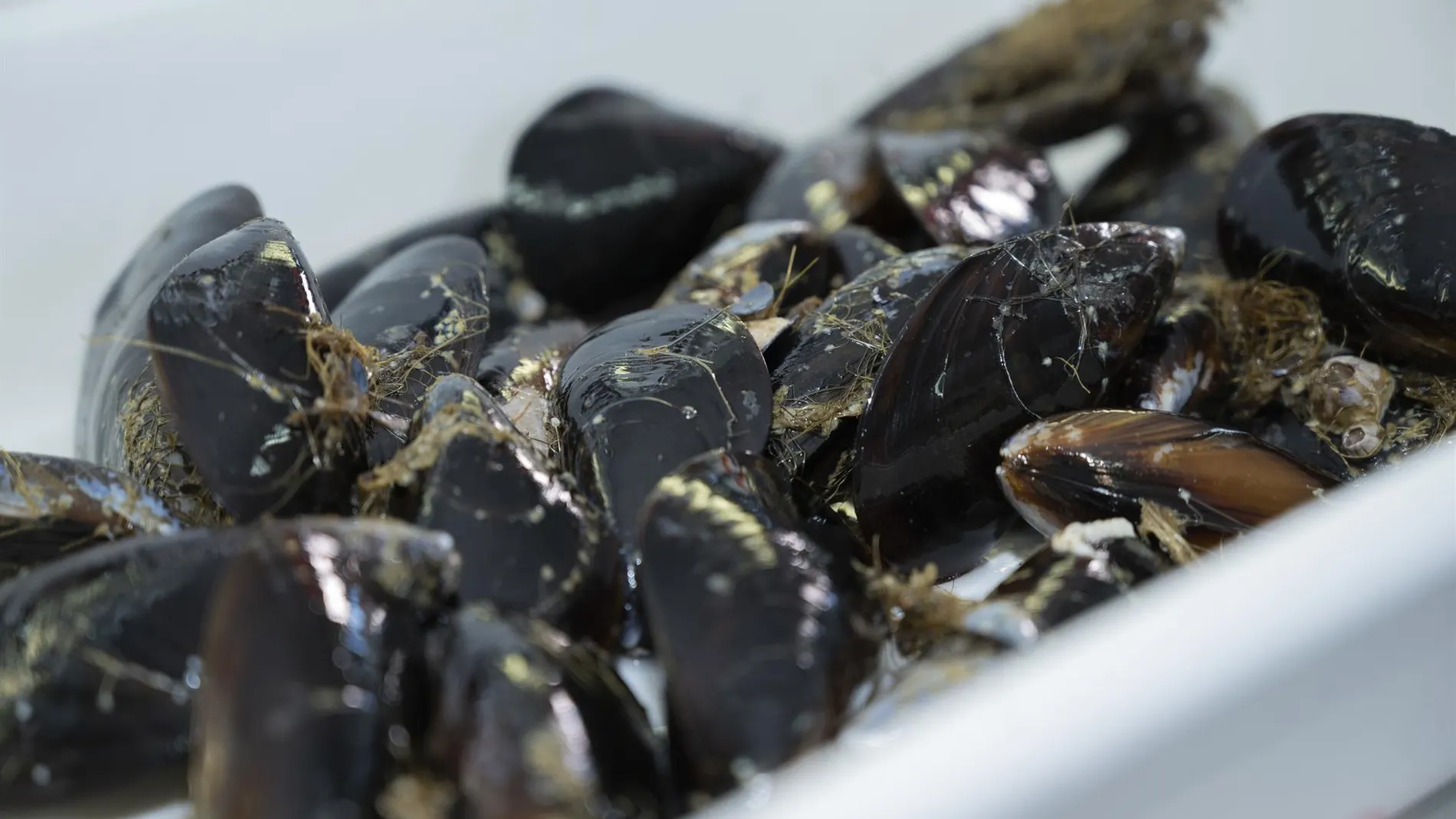Un estudio del CSIC analiza las amenazas para el cultivo del mejillón en Galicia y en el sector
