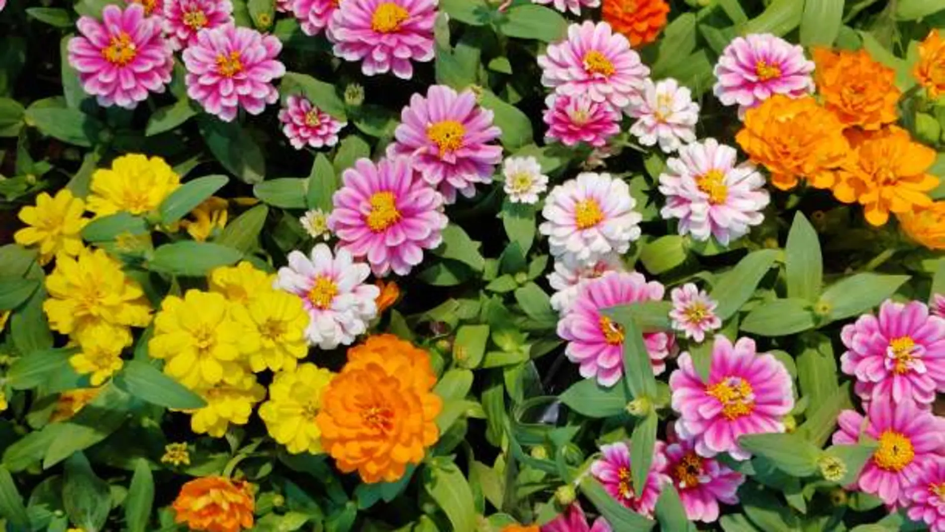 Estas son las 11 plantas que debes plantar en primavera para que te duren todo el verano