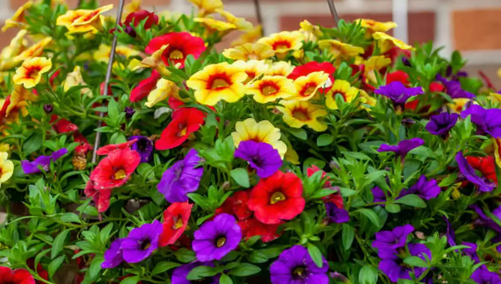 Millones de campanas