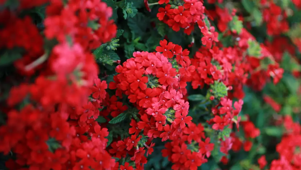 Verbena Endura Scape
