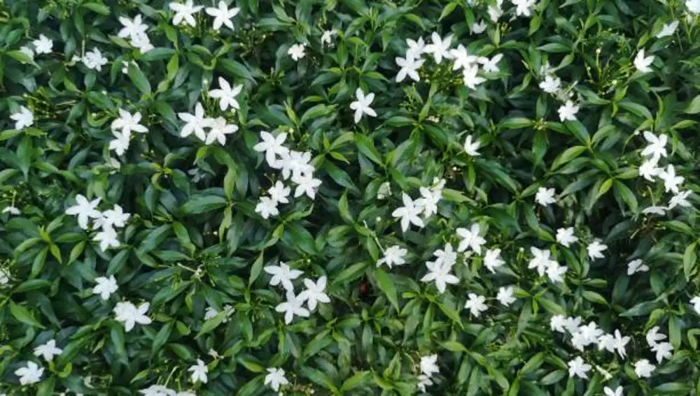 Gardenia Diamond Spire