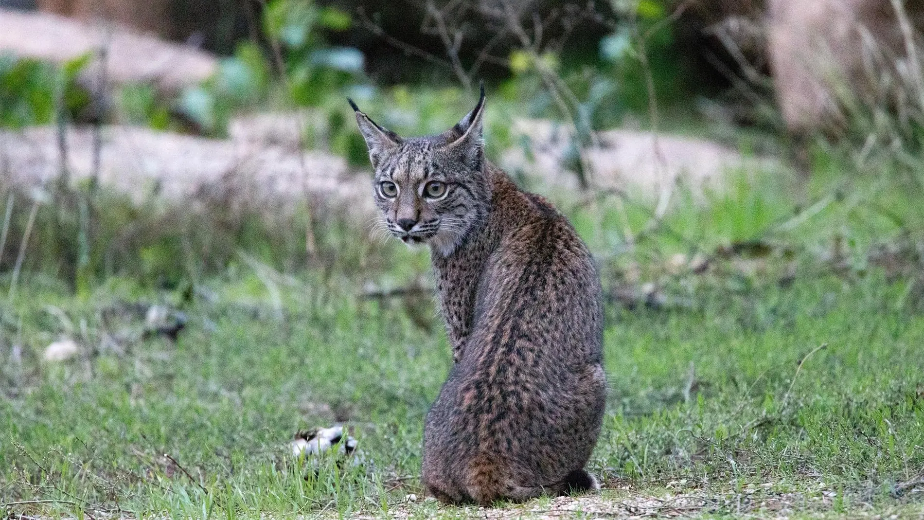 La temporada de cría del lince en Doñana concluye con el nacimiento de 14 nuevos ejemplares
