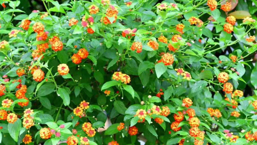 Latana Cámara o flor de fuego