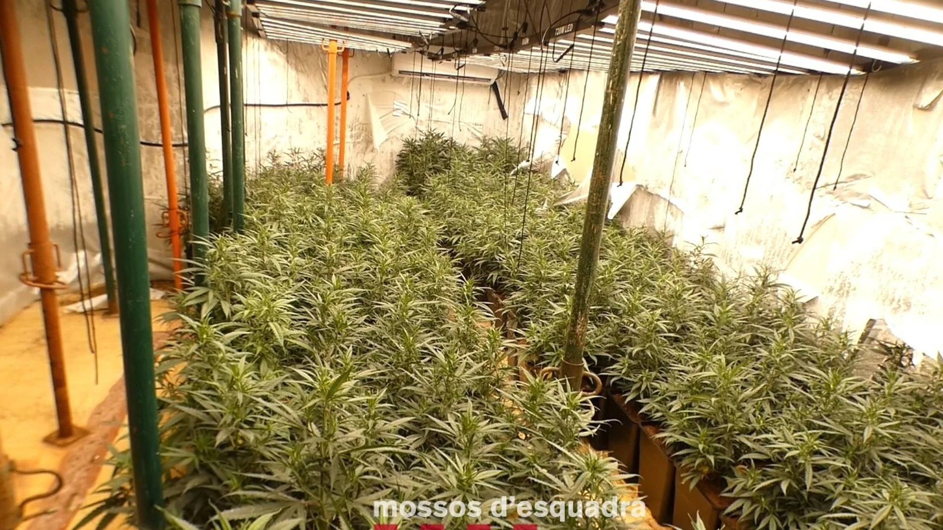 Plantación de marihuana del immueble. REMITIDA / HANDOUT por Mossos d'Esquadra Fotografía remitida a medios de comunicación exclusivamente para ilustrar la noticia a la que hace referencia la imagen, y citando la procedencia de la imagen en la firma 11/04/2025