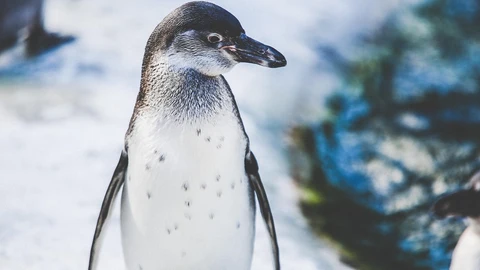 Imagen de archivo de un pingüino