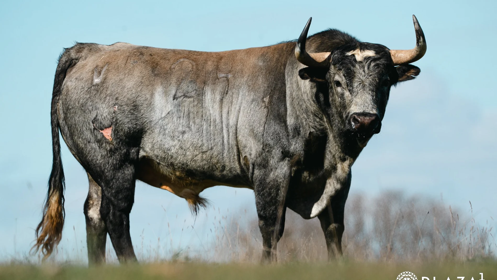 ¿Quién toreará esta tarde en Las Ventas los ejemplares santacolomeñoz de Valdellán?