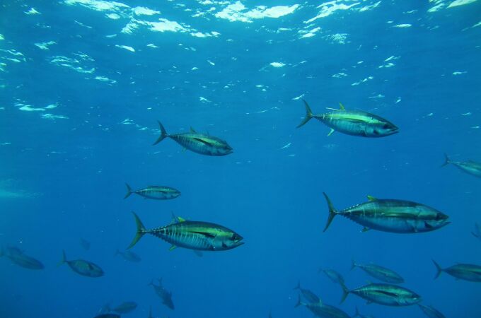 Economía/Pesca.- Ministerio y Azti analizan el estado de los hábitats en los fondos marinos del Golfo de Vizcaya