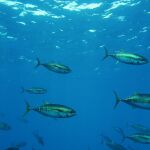 Economía/Pesca.- Ministerio y Azti analizan el estado de los hábitats en los fondos marinos del Golfo de Vizcaya