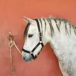 En España existe la posibilidad de adoptar caballos