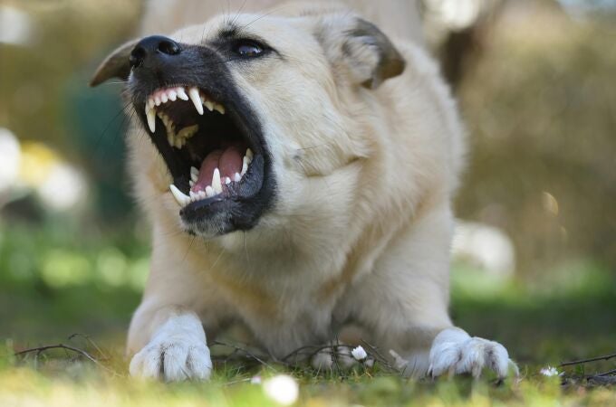 ¿Puedo darle una patada a un perro que me intente morder aunque vaya con el dueño y atado? Esto dice la ley