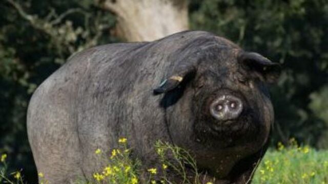 El Grupo Operativo IBERVAL aborda la valorización integral y sostenible de los coproductos y subproductos del cerdo ibérico