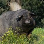 El Grupo Operativo IBERVAL aborda la valorización integral y sostenible de los coproductos y subproductos del cerdo ibérico