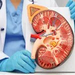 El cáncer de riñón es, tras el de próstata y vejiga, el tercer tumor urológico más frecuente