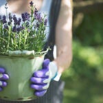 Lavanda