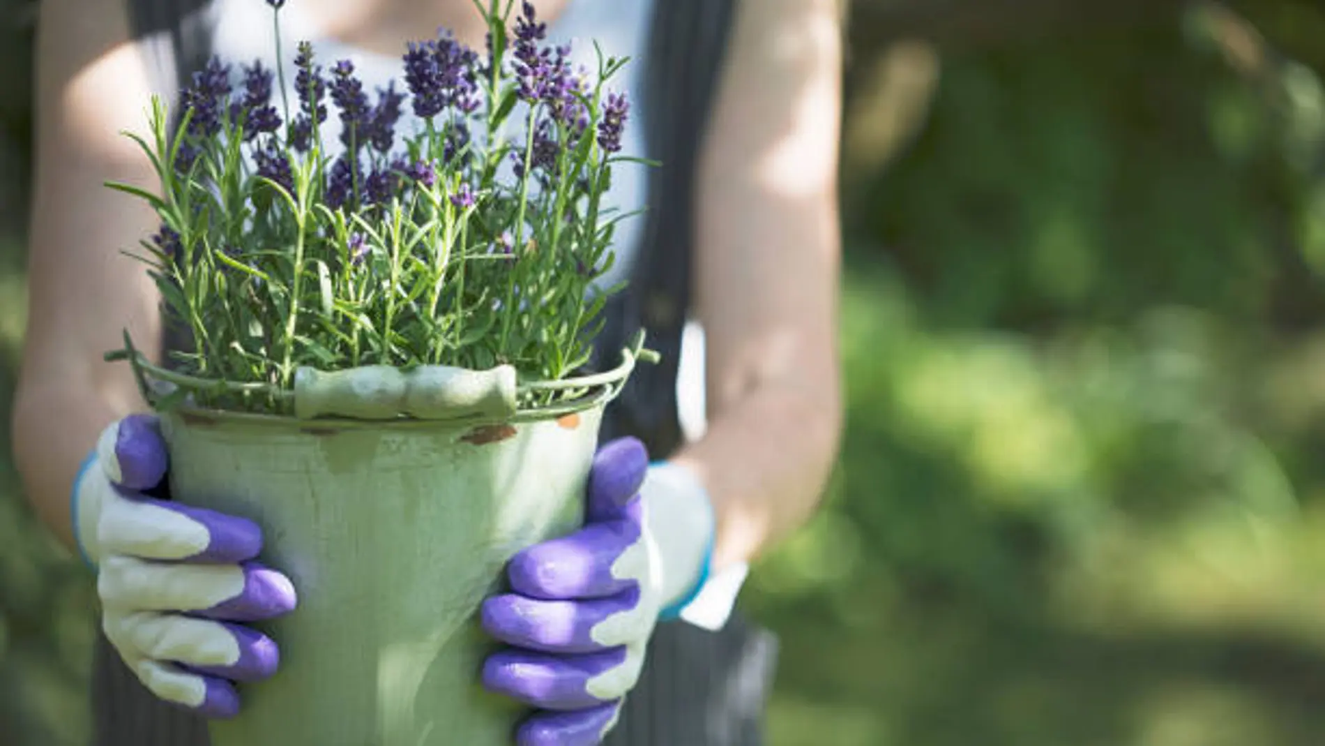 Lavanda