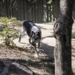 WWF estudia recurrir los planes de caza del lobo en Asturias y Galicia y pedirá a MITECO recurrir la Ley de Desperdicio