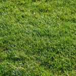 Este es el motivo por el que no debes cortar el césped de tu jardín en abril, según los expertos